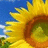 A pixelated close-up of a sunflower with yellow petals and a brown center against a blue sky background.