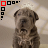 iconhell_d0g48x48
