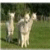 Two light-colored figures stand on grass with trees in the background; one figure raises an arm while the other remains still.