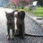 Two black cats stand on a paved path in a park-like setting with green grass and trees under a bright sky.