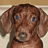 Brown dog with blue eyes in four sequential poses showing head tilt and body position changes.