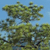 Pixelated image of green foliage against a light blue sky background with no visible text or distinct objects.