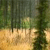 Pixelated forest scene with tall dark trees and light brown ground under a muted green sky.
