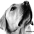 A 49x49 pixel animated contact sheet showing two frames of a dog's face with