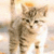 Pixelated image of a light brown tabby kitten with dark stripes, facing forward against a pale background.