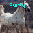 Two side-by-side pixelated pony figures with cyan text labels 'Purty' and 'Pony' above them on a dark background.