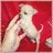 A white dog with long ears and a slender body stands against two different backgrounds, one red and one dark blue.