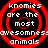Four identical red concentric circle patterns with white text reading 'knomies are the most awesomeness animals' on a black background.
