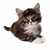 A small kitten with brown and black fur, white chest, and pink nose sits in a curled pose on a white background.
