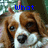 A dog's face appears in four with changing text overlays: 'What', 'a', 'cuttie pie!', and a blank
