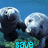 Two manatees in water with blue background, text 'save the manatees!' displayed across four