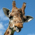 Pixelated close-up of a giraffe's head and neck against a blue sky background, showing patterned brown and white fur with dark patches.
