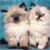 Animals icons for AIM, MSN, MySpace and Yahoo