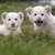 Animated sequence of white puppies on grass with text overlays changing across frames.