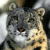 Pixelated close-up of a cat's face with gray and tan fur, dark eyes, and a brown nose against a blurred background.