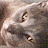 A pixelated cat face with closed eyes and a relaxed expression on the left, next to green text reading 'Original Icons .com' on a dark background.