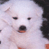 Animated contact sheet showing a white dog and text logo across four quadrants with frame-to-frame expression changes in the dog's eyes.