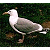 Pixelated bird with white head and chest, gray wings, brown beak, standing on dark green background next to bright green text reading 'Original Icons .com'.