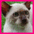 A cat with white and brown fur, green eyes, and a neutral expression appears in four distinct colored borders: pink top-left, blue top-right, green bottom-left, and gray empty space bottom-right.
