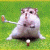 A hamster stands on grass holding a golf club with a ball at its feet, surrounded by four question marks in white and red.