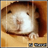 A small animal with white fur and dark eyes peeks from a brown fabric opening, with text "hi there!" below.