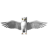 Animated sequence of a small owl with outstretched wings in grayscale, showing wing position variations across frames.