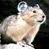 Animated contact sheet showing a hamster mascot on the left and CoolBuddy.com text on the right across three frames with slight pose differences.