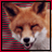 Pixelated fox face with closed eyes and open mouth on striped background, text overlays state 'Animal fur belongs not on humans!'