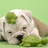 Pixelated dog lying on grass with blue text overlay reading 'im so bort tbt im plyng wit rbbt turts' against light green background.