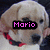 A four- shows a light-colored dog with a red and black collar; the top-left displays 'Mario' in pink text, while the bottom-left has 'My BIG, FURRY, DOGGIE' in yellow text