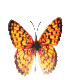 Six orange and black spotted butterflies in a , each with distinct wing patterns and subtle variations in pose and coloration
