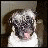 Pixelated image of a pug dog with tongue out next to text reading 'Pug-tastic!' on white background.