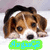 A beagle puppy with brown, black, and white fur lies on a white surface, its head resting on the surface with eyes looking forward and a green text bubble below reading 'Aroo!'.