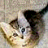 A 2x2 contact sheet of a pixelated animated icon featuring a kitten in gravy with text overlays, showing frame-by-frame animation changes.