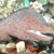 A pixelated static image shows a light pinkish-brown animal with a rounded body and dark brown legs, set against a blurred background of green and brown tones.