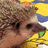 A four- with a pixelated animal image in the top-left, cyan background with 'Norman' text, green background with 'Norman the', and purple background with 'Norman the Doorman'