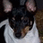 Pixelated close-up of a dog's face with dark fur on top and light brown patches, wearing a white shirt against a blurred background.