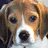 Pixelated dog face with brown and white fur, blue eyes, and a black nose on a black background with pink text elements.