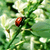 A pixelated image of white calla lilies with green leaves and a single red ladybug on a stem, set against a blurred green background.