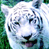 Animated contact sheet showing two white tigers in grassy background with