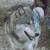 Four distinct wolf head views arranged in a , each with unique expressions and backgrounds