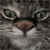 Animals icons for AIM, MSN, MySpace and Yahoo