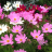 Pixelated image of pink and white flowers with yellow centers on green foliage background.