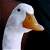 A 2x2 contact sheet of four animated frames showing a white duck with an orange beak in various mouth positions against a dark background.