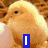 A four- of pixelated images featuring chicks and text overlays, with one empty