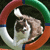 A circular icon with a black center featuring a stylized white and brown figure, surrounded by a segmented border of red, green, blue, and orange hues.