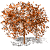 A tree with orange-brown foliage and a brown trunk casts a gray shadow on white background across three views.