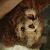 A 50x50 pixel animated buddy icon featuring a cartoon dog on the left and green text reading "Original Icons .com" on the right, displayed as a contact sheet with two frames.