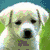 Pixelated image of a white dog with dark eyes and nose, positioned next to colorful text reading PEACE LOVE HAPPINESS.