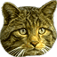 Static pixelated image of a cat's face with brown and black striped fur, light-colored eyes, and visible whiskers against a gray background.